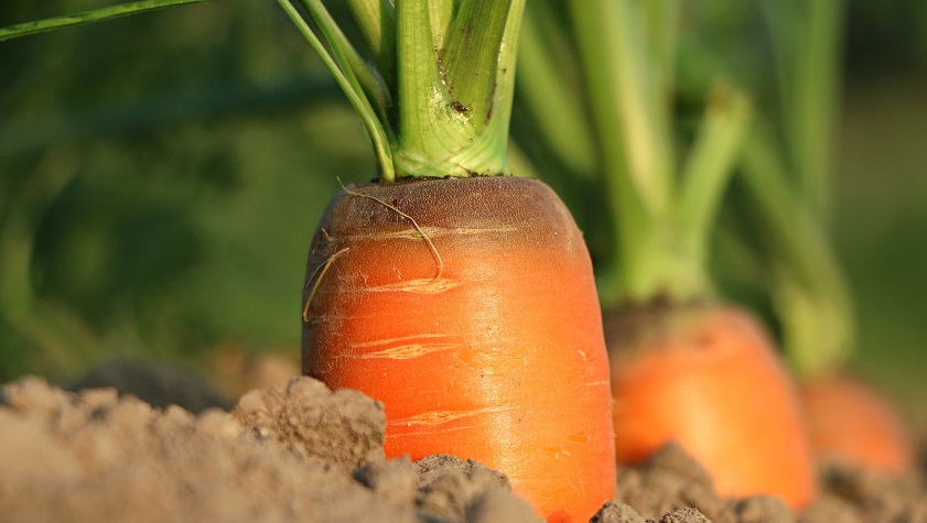Contenus web : le temps des carottes